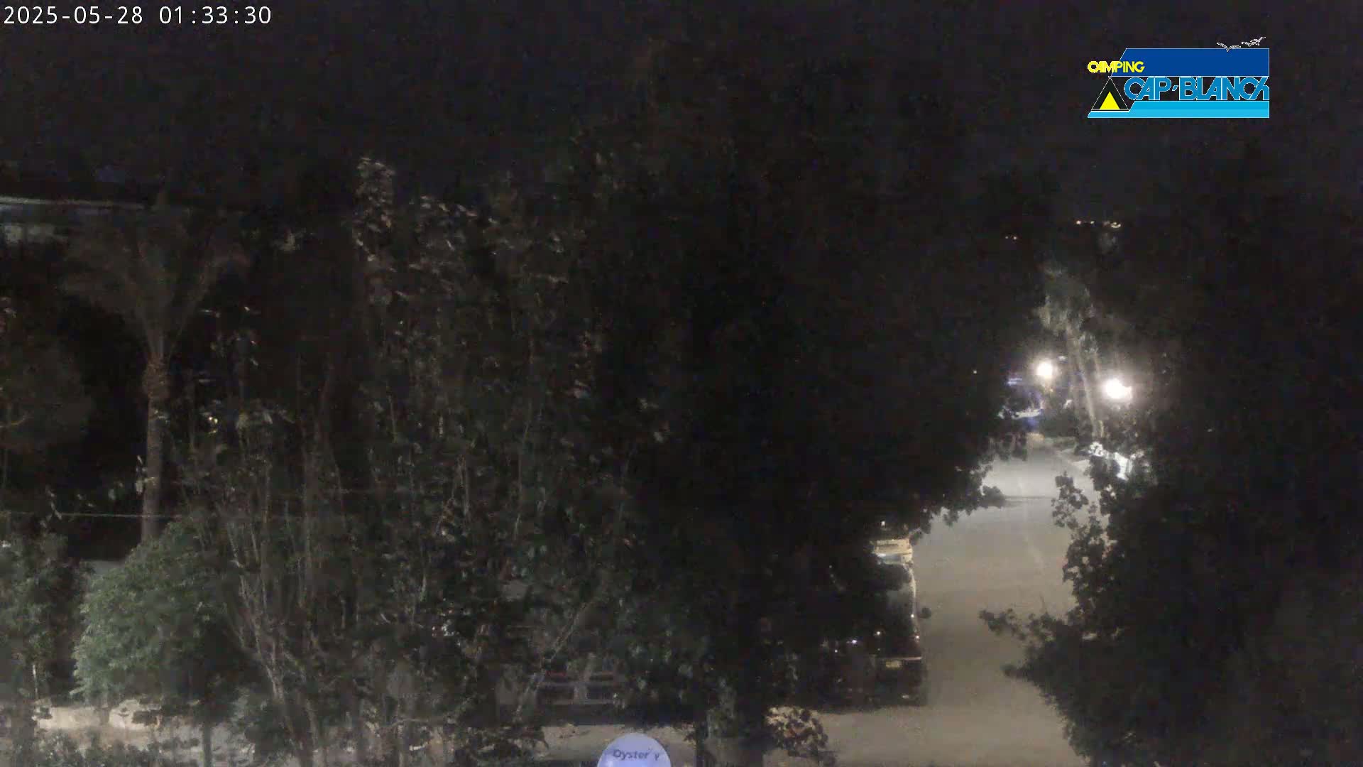 A nighttime view shows a dark road partially visible through dense, shadowy trees.