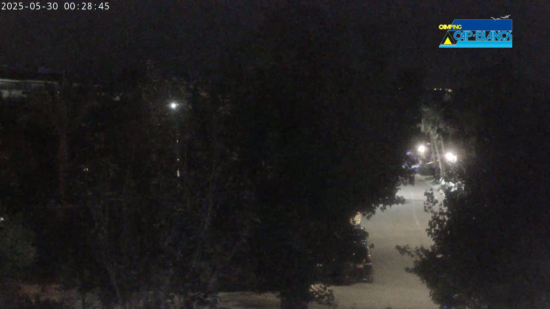 A nighttime view of a dark street partially obscured by trees, illuminated by distant streetlights.
