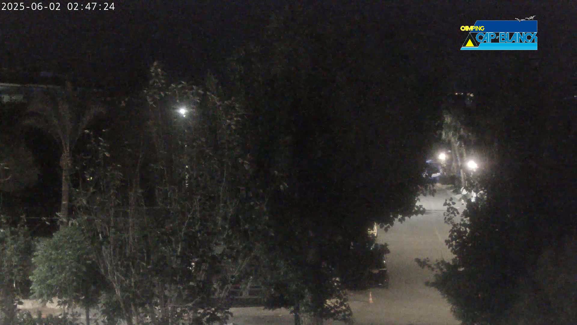A nighttime view of a street partially obscured by trees and illuminated by streetlights.