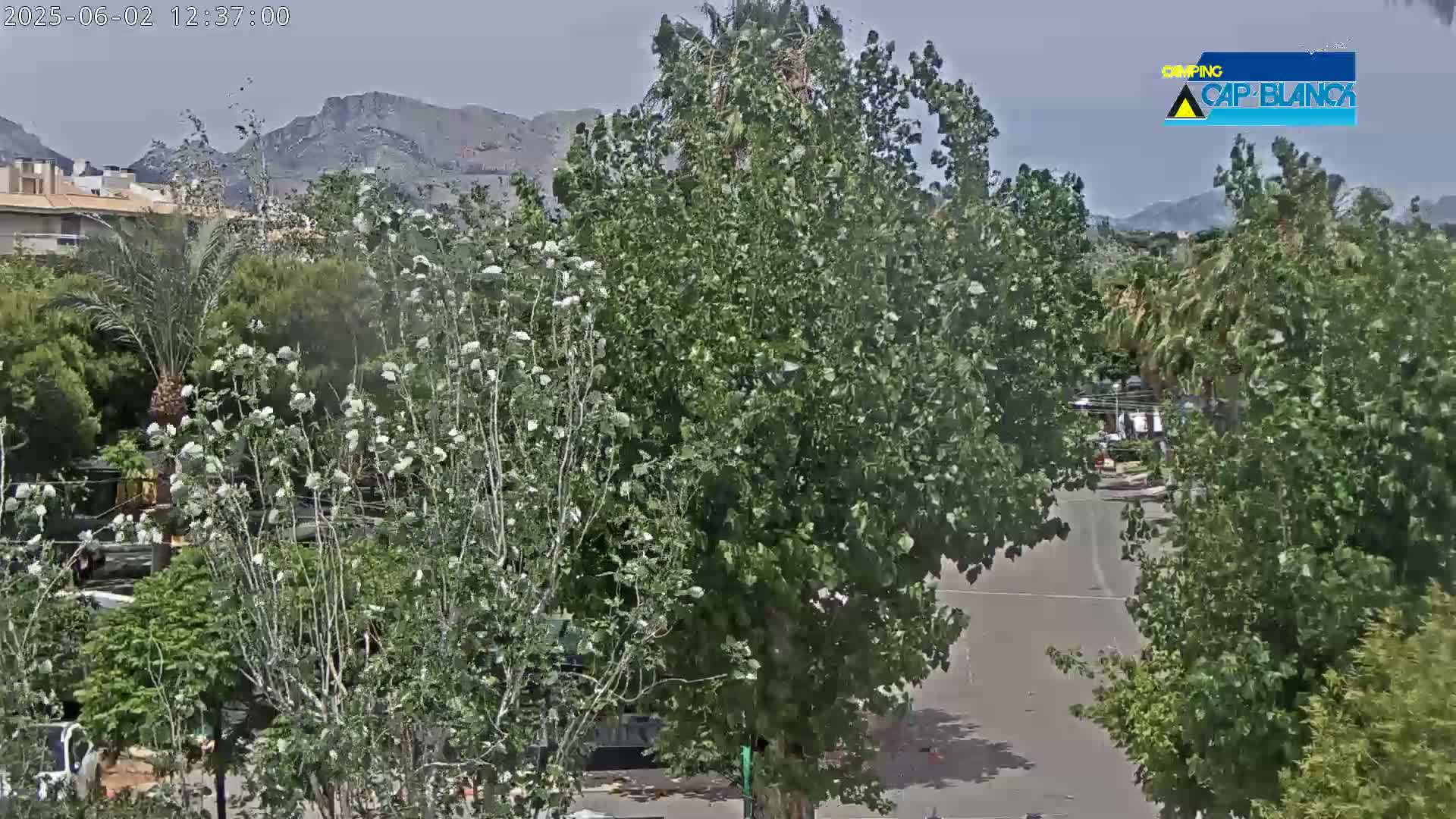 A mostly sunny view of a street lined with lush green trees and vegetation, with mountains visible in the distance.