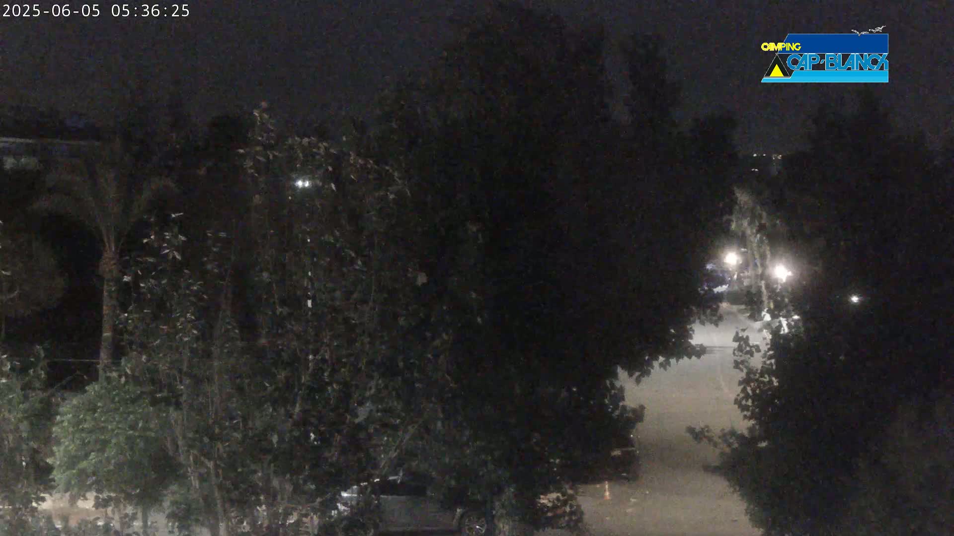 A nighttime view of a street partially obscured by trees, with some vehicle lights visible in the distance.