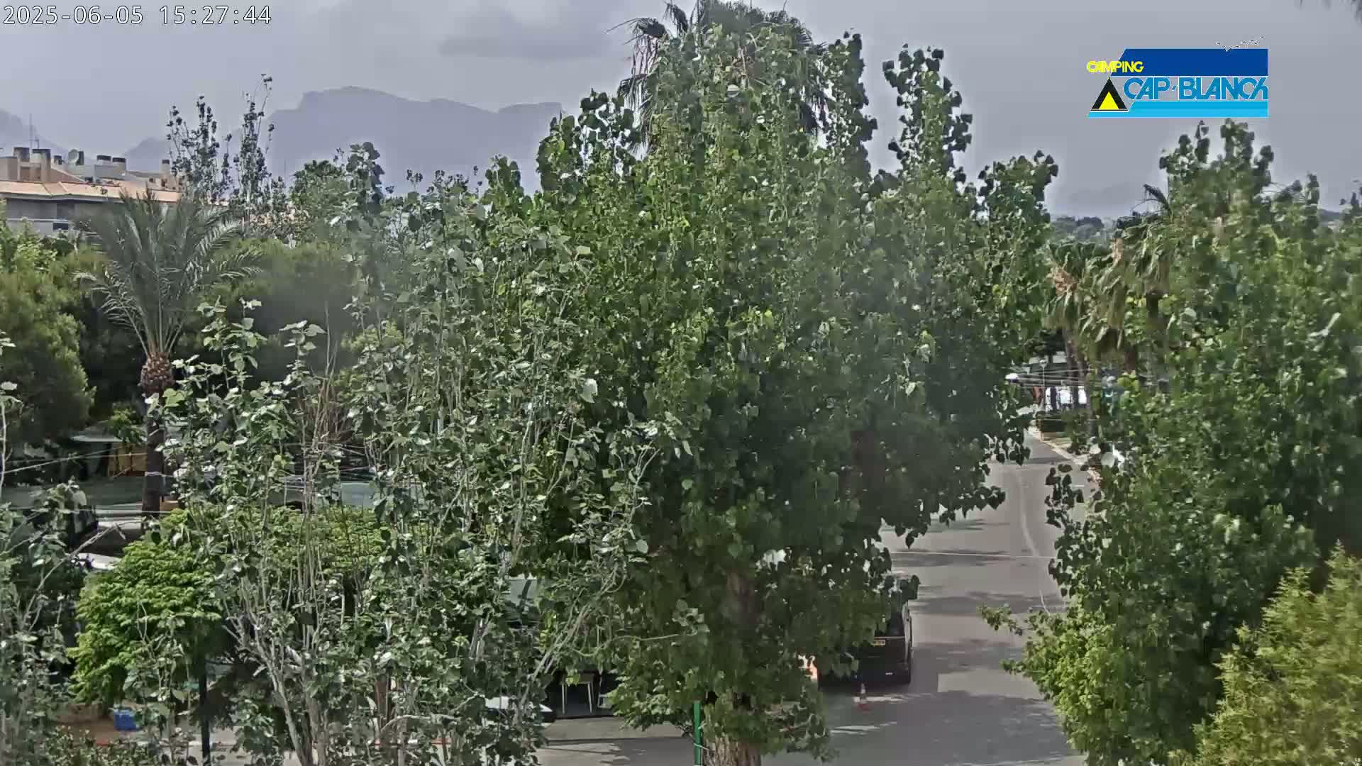 A view of a street lined with lush green trees and vegetation under an overcast sky, with mountains visible in the distance.