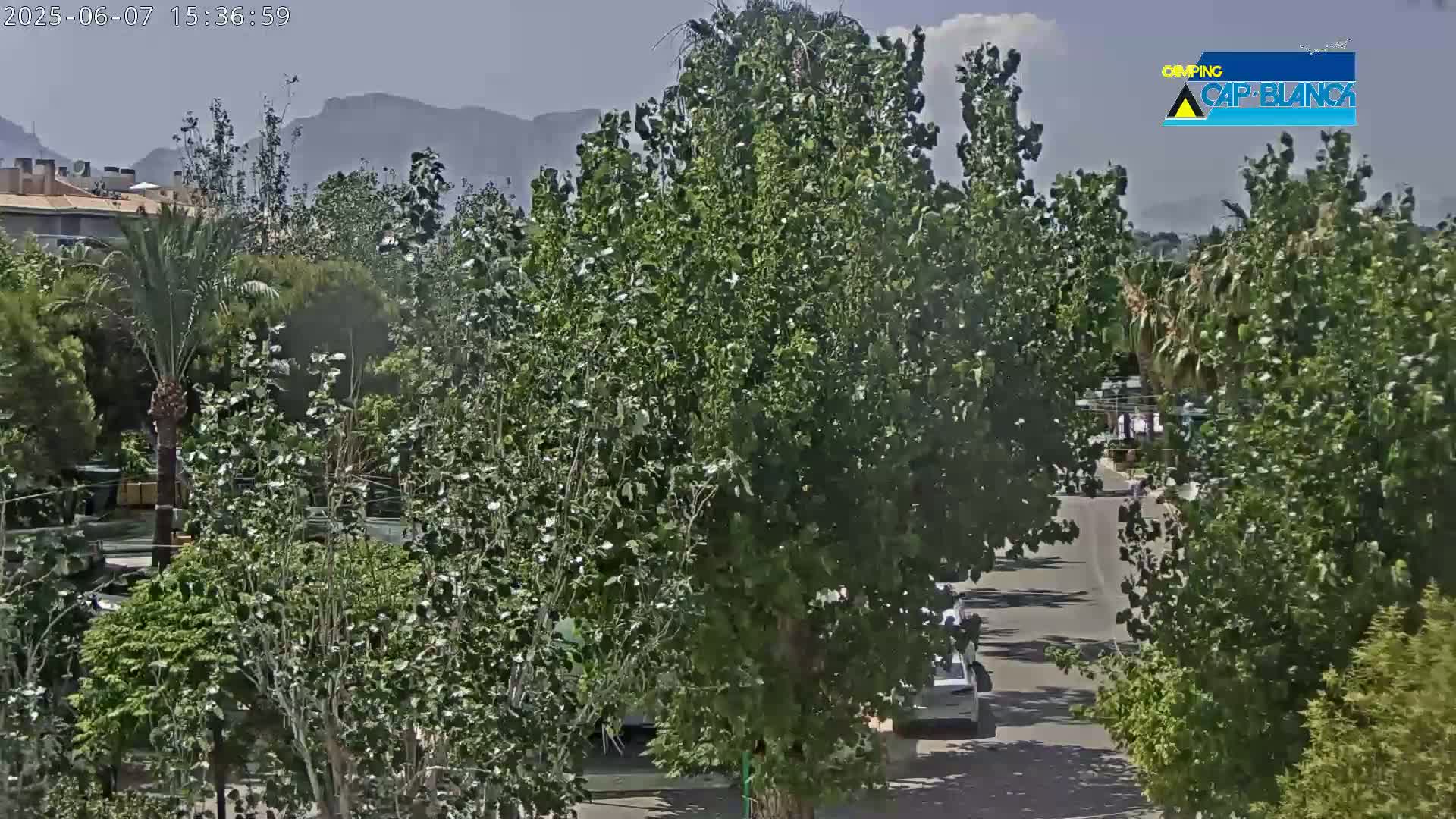 A sunny day reveals a residential street lined with lush green trees, mountains visible in the distance.