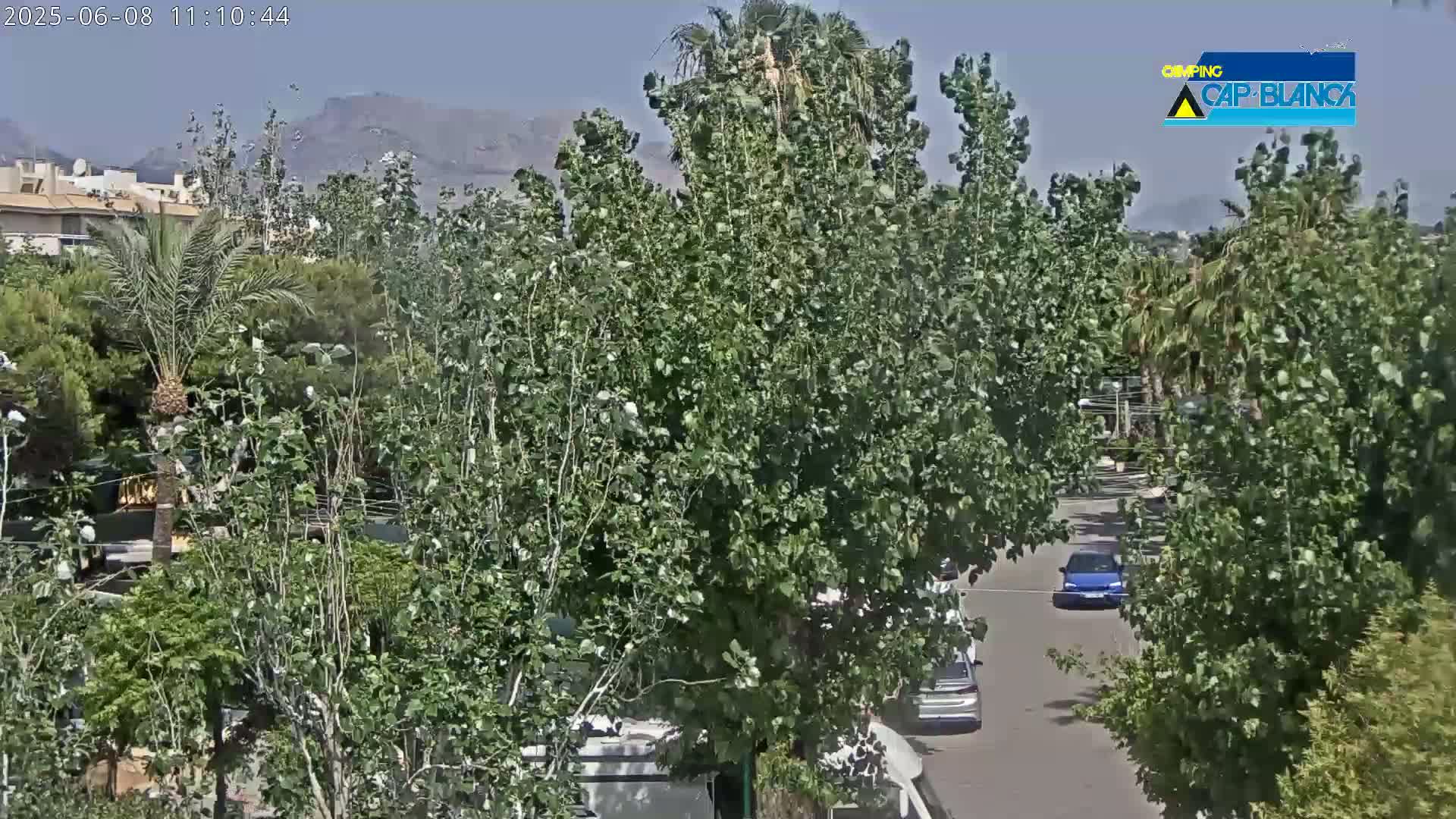 A sunny day view of a residential area with lush green trees, palm trees, and a few cars parked along a street, mountains visible in the distance.