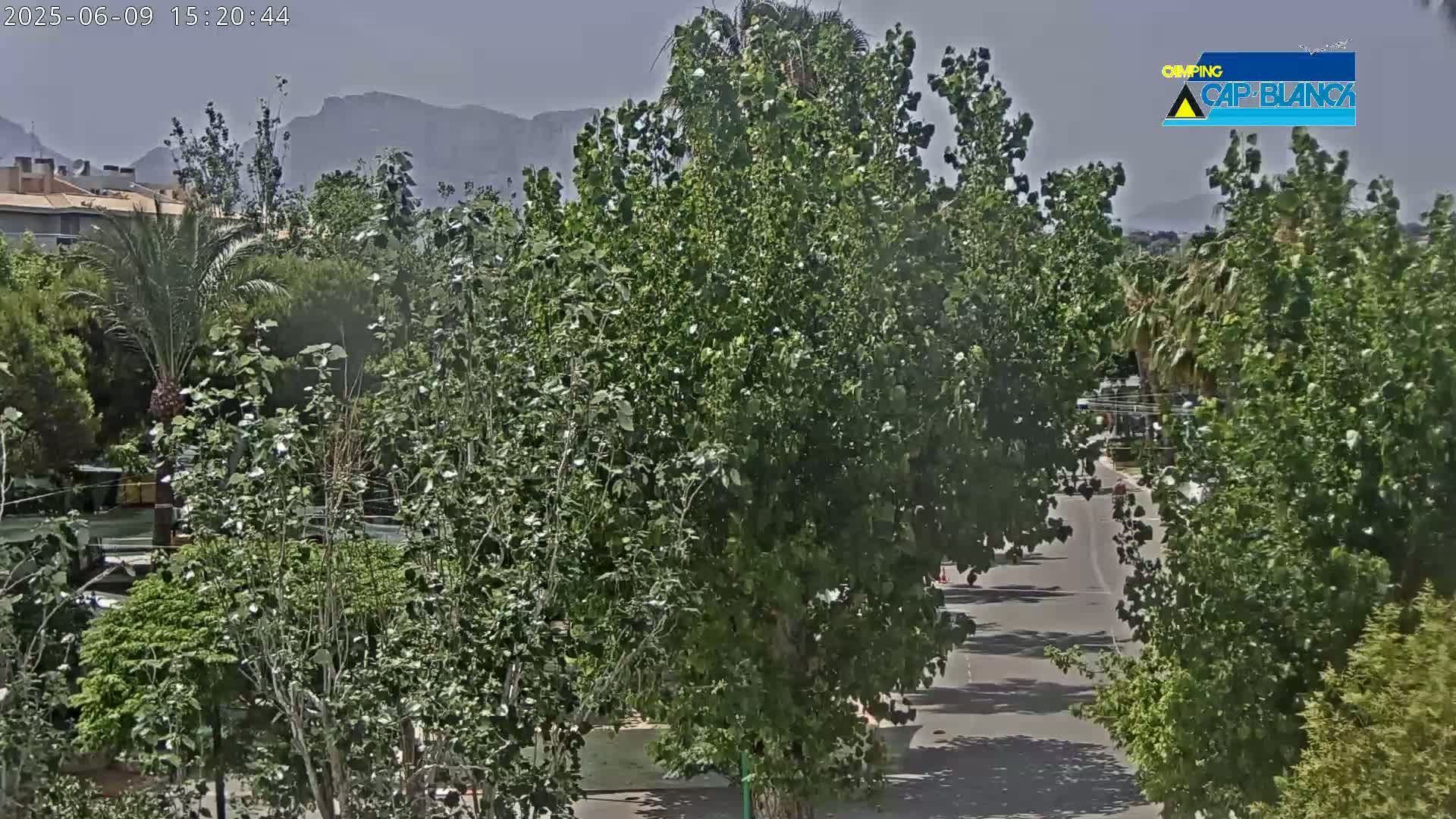 A paved road lined with lush green trees and palm trees winds through a neighborhood, with mountains visible in the hazy distance under a mostly clear sky.