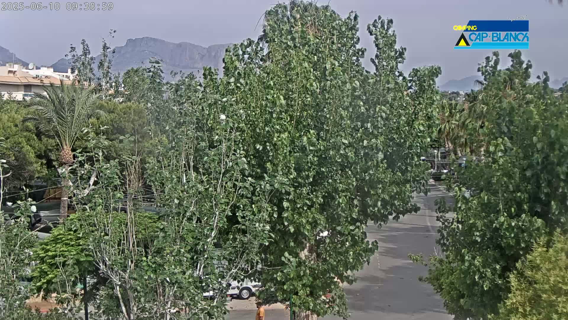 A view of lush green trees and vegetation surrounding a paved road, with mountains visible in the distance under a hazy sky.