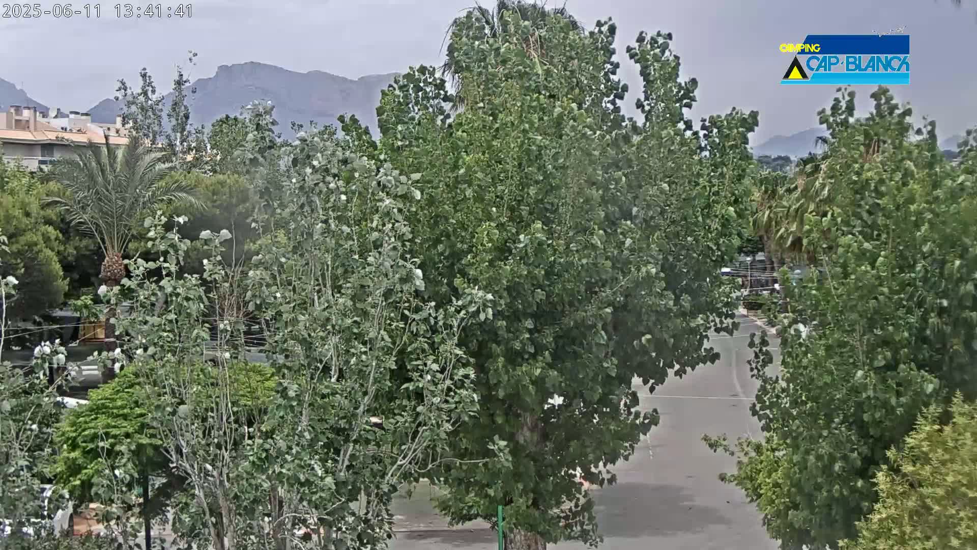 Lush green trees line a paved road, with buildings and distant mountains visible under an overcast sky.