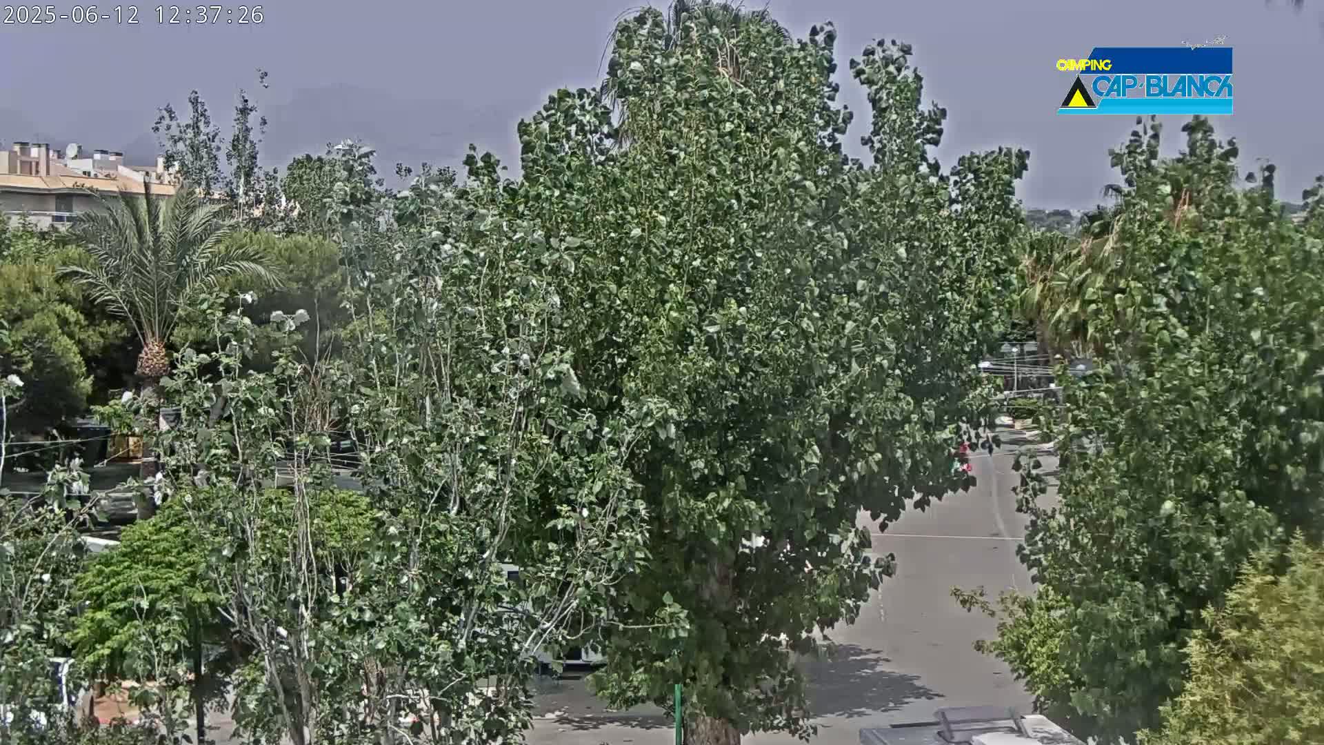 A mostly sunny outdoor scene shows a parking lot surrounded by lush green trees and some buildings in the distance.