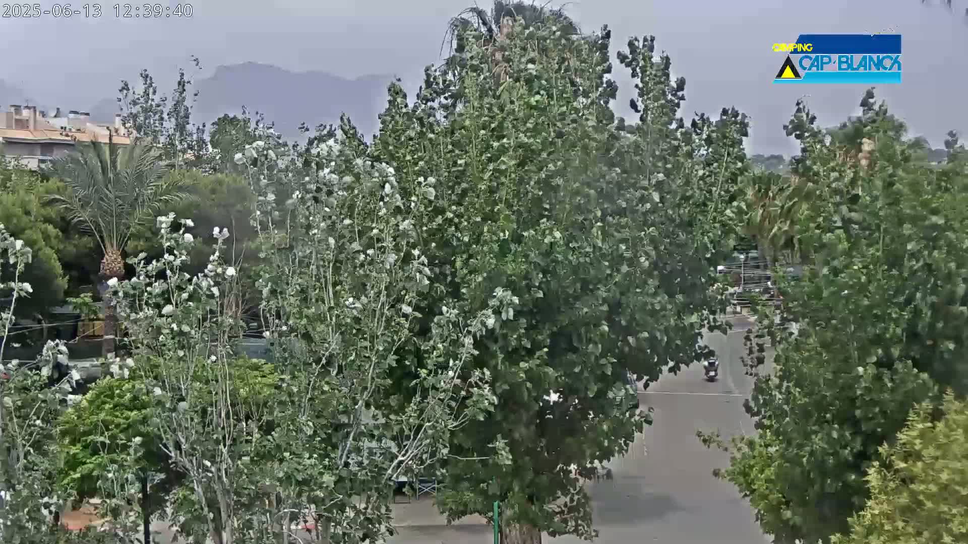 A street scene is visible through lush green trees on an overcast day, with a motorcycle driving down a road in the distance and mountains faintly visible in the background.