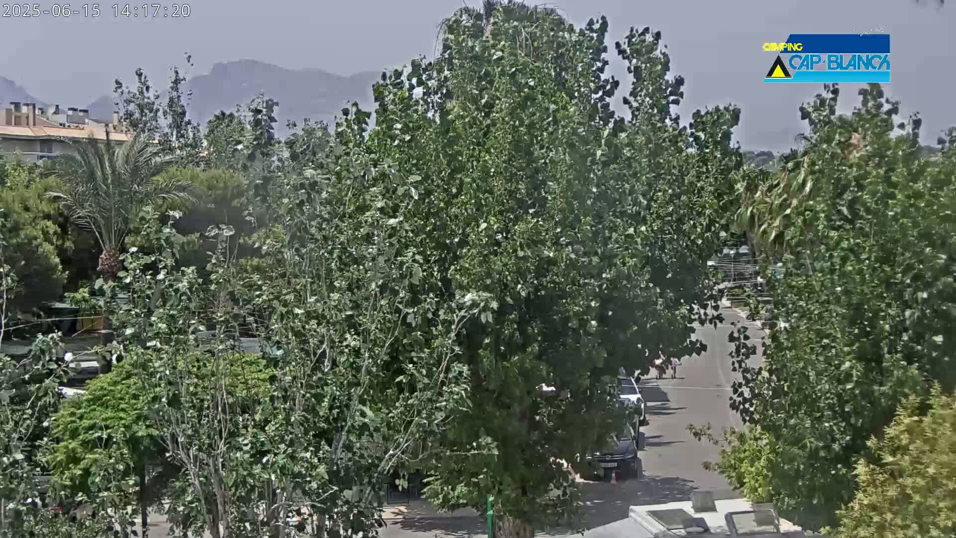 A slightly hazy view of a street lined with lush green trees and parked cars, with mountains visible in the distance.