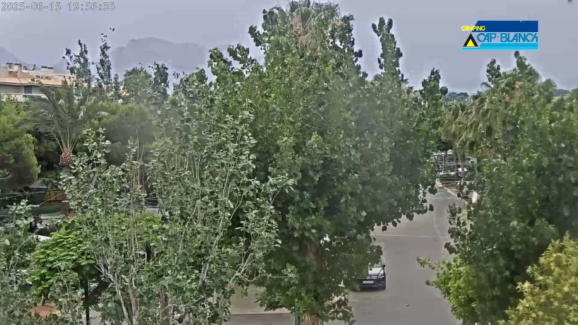 A dark-colored car is parked on a street partially obscured by lush green trees under an overcast sky.