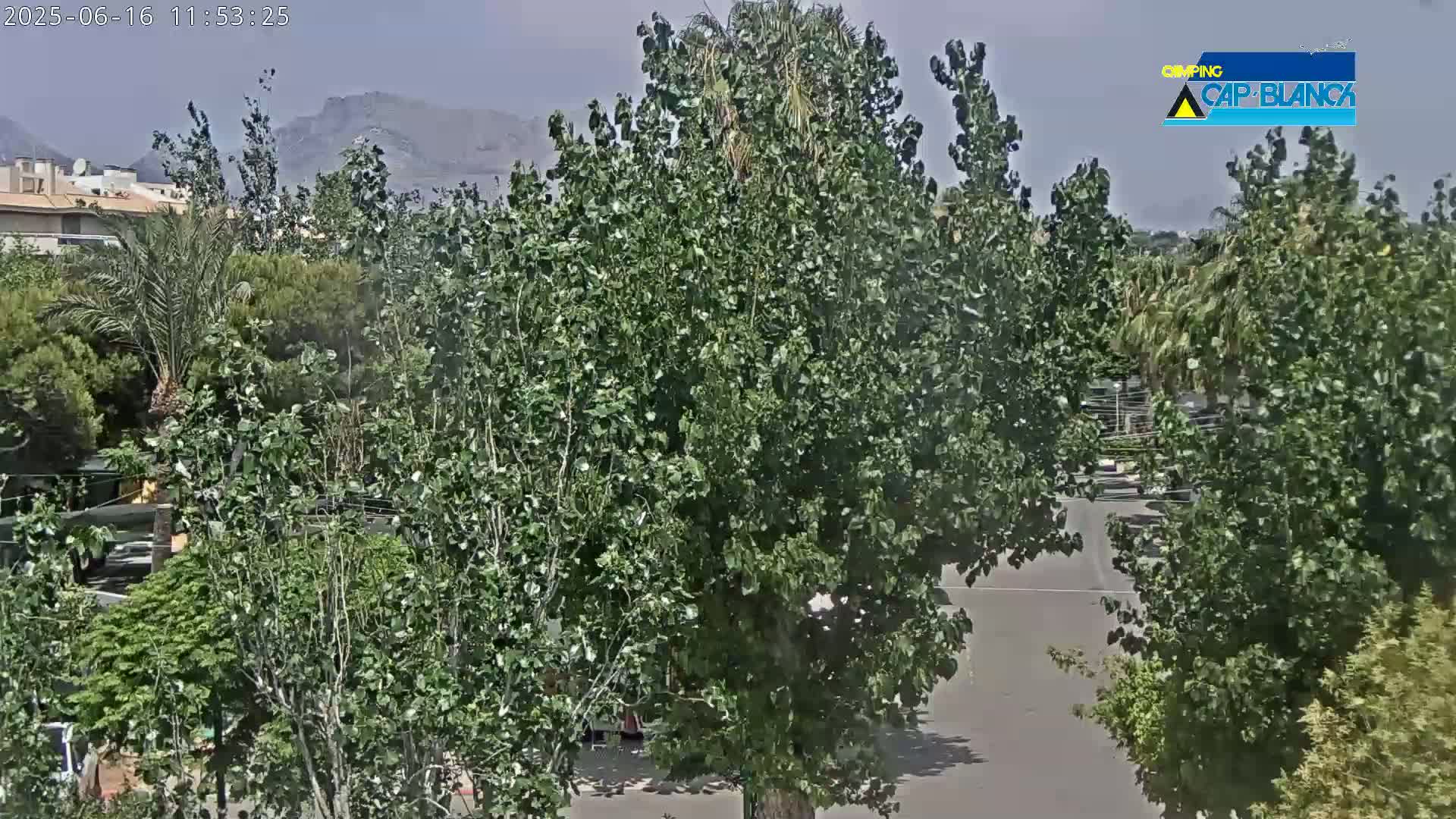 A view of lush green trees and vegetation on a partly sunny day, with mountains visible in the distance.