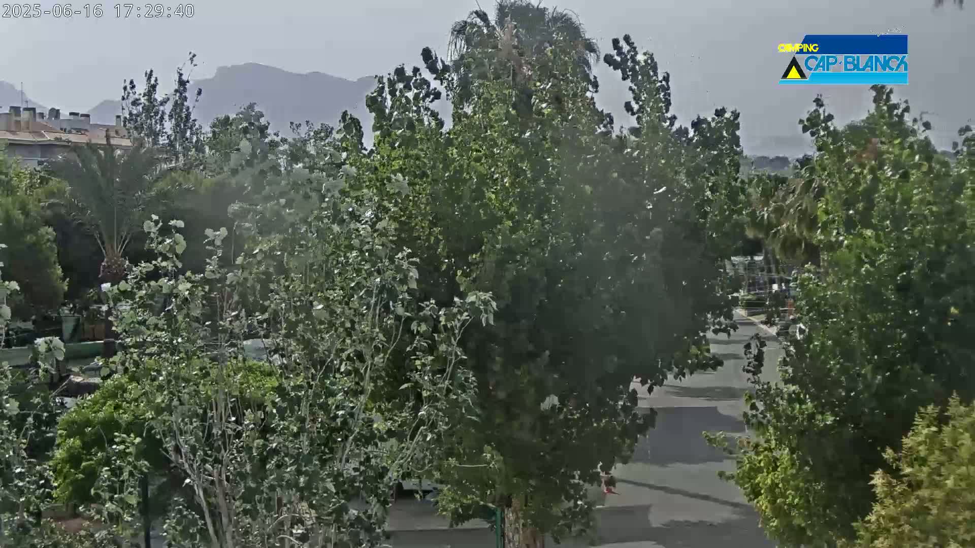 A hazy view of lush green trees lining a paved road, with mountains visible in the distance under a slightly overcast sky.