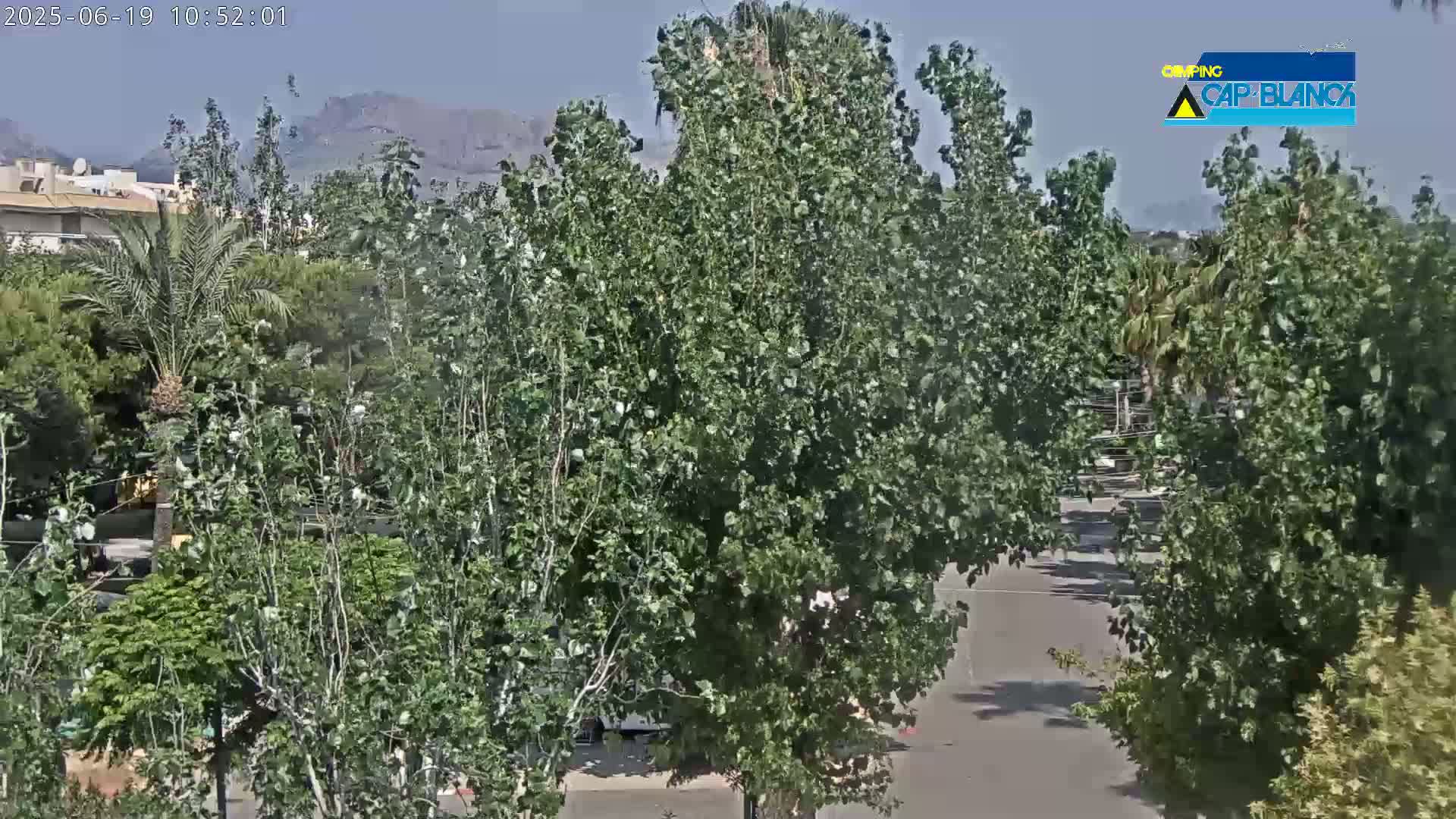A street lined with lush green trees and palm trees is visible under a clear sky, with mountains in the distance.