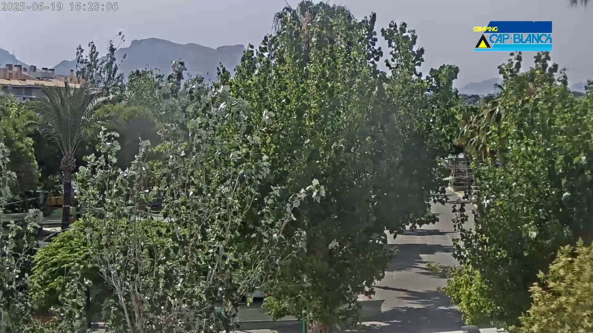 A mostly sunny view of lush green trees and vegetation, a paved road, and distant mountains.