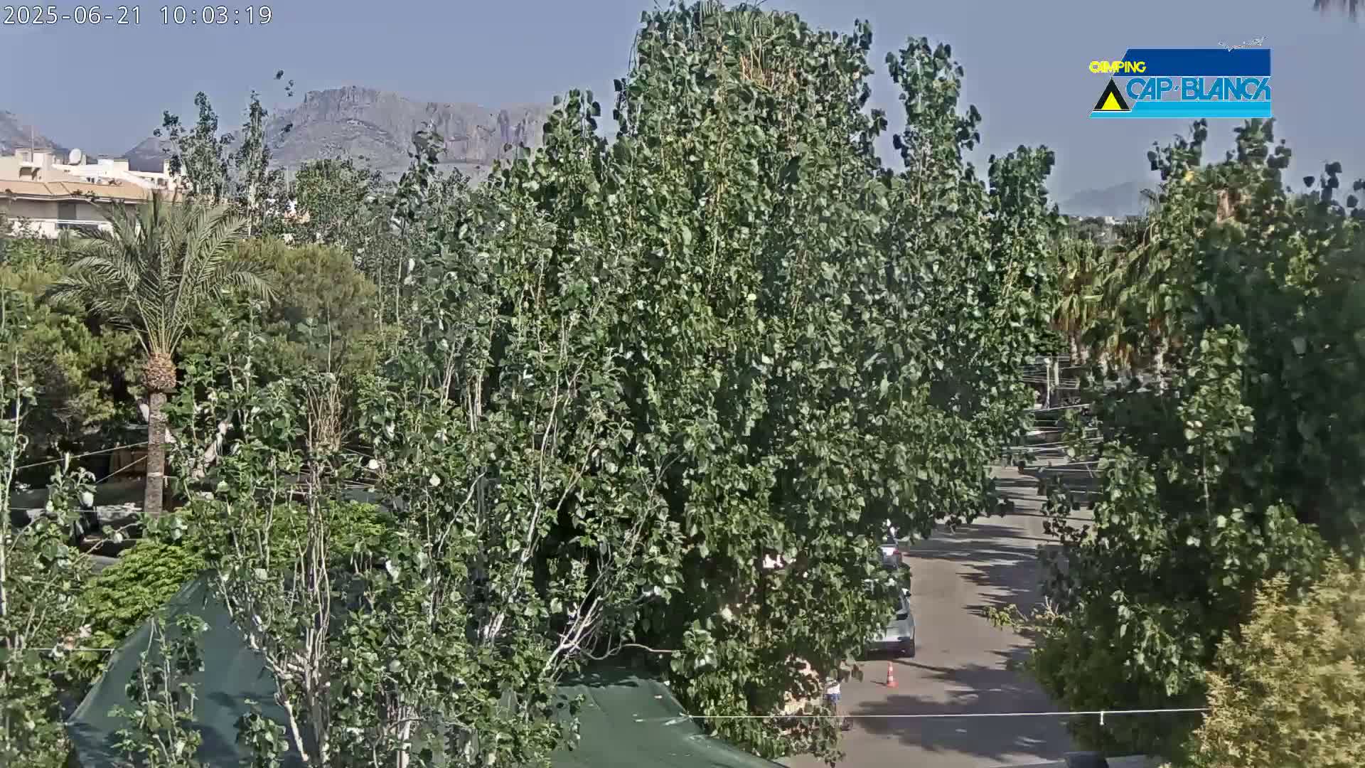 A sunlit view of lush green trees and shrubs, a road with cars, and distant mountains under a clear sky.