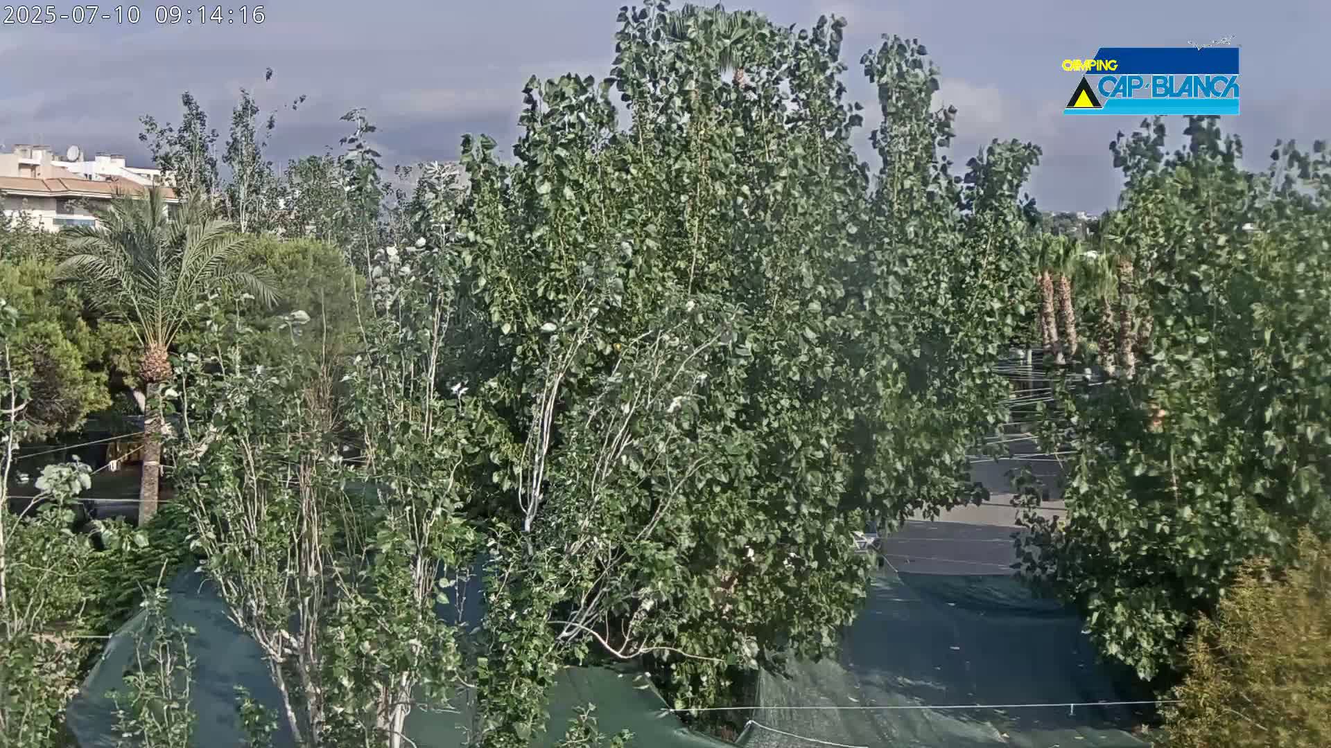 Lush green trees and palm trees fill a mostly sunny outdoor scene, with a glimpse of buildings and a road in the background.