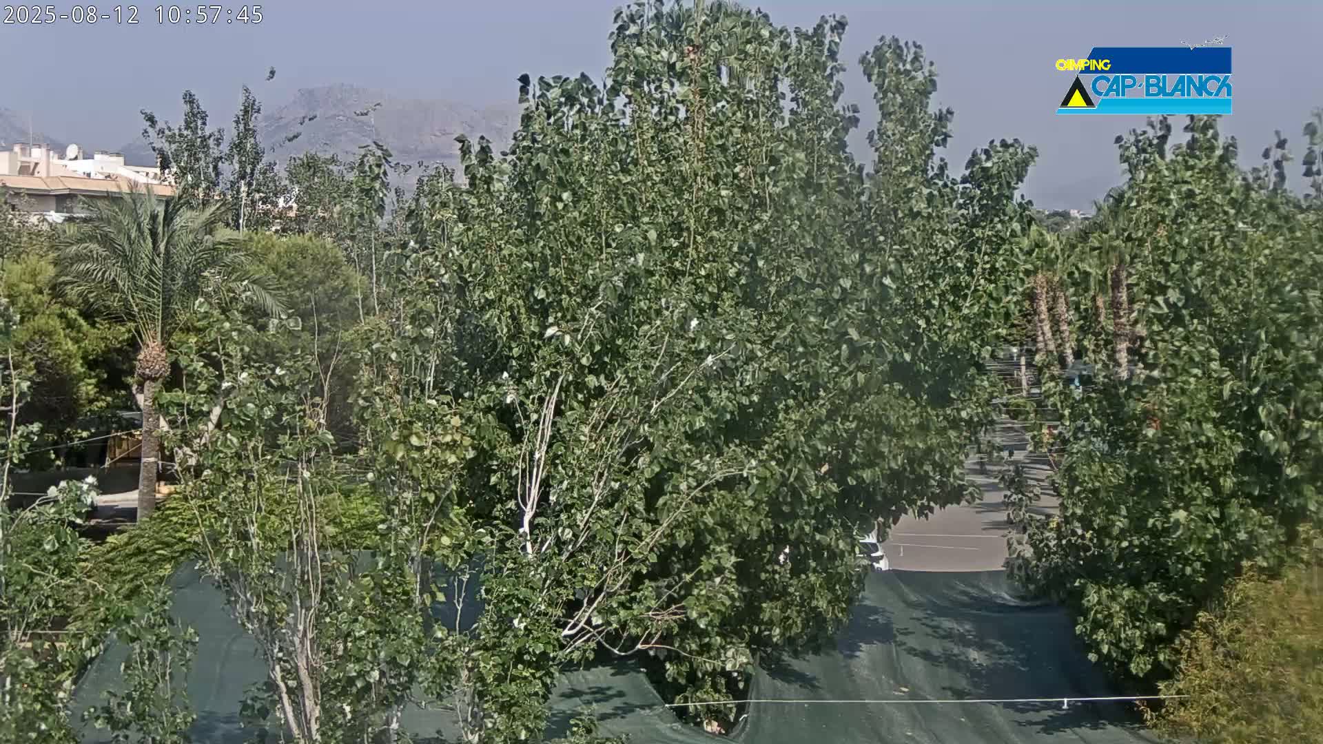 A hazy view shows lush green trees and shrubs, some palm trees, and a paved area, with mountains visible in the distance.