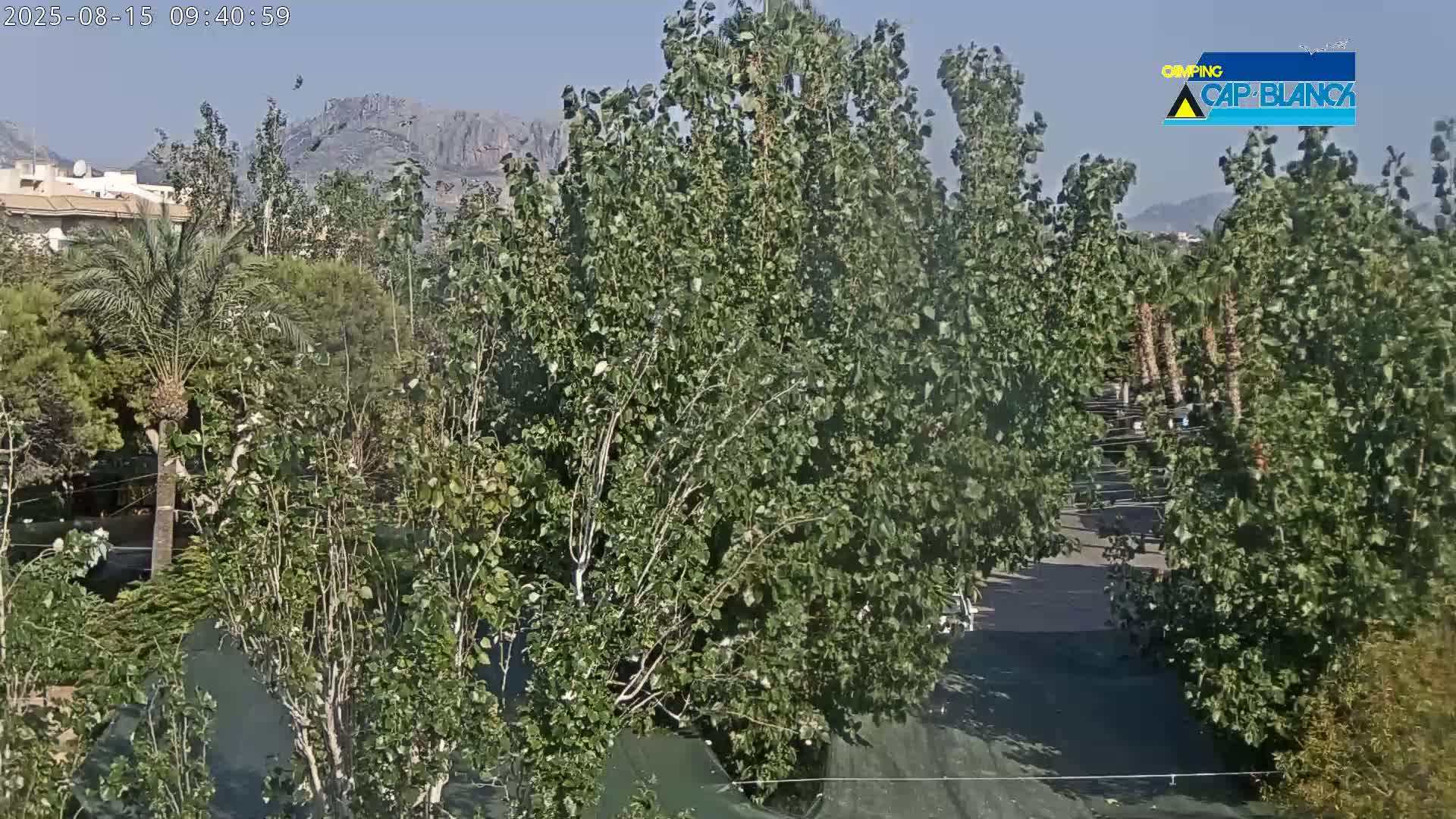A sunny outdoor scene shows a variety of leafy green trees and a distant mountain range under a clear blue sky.