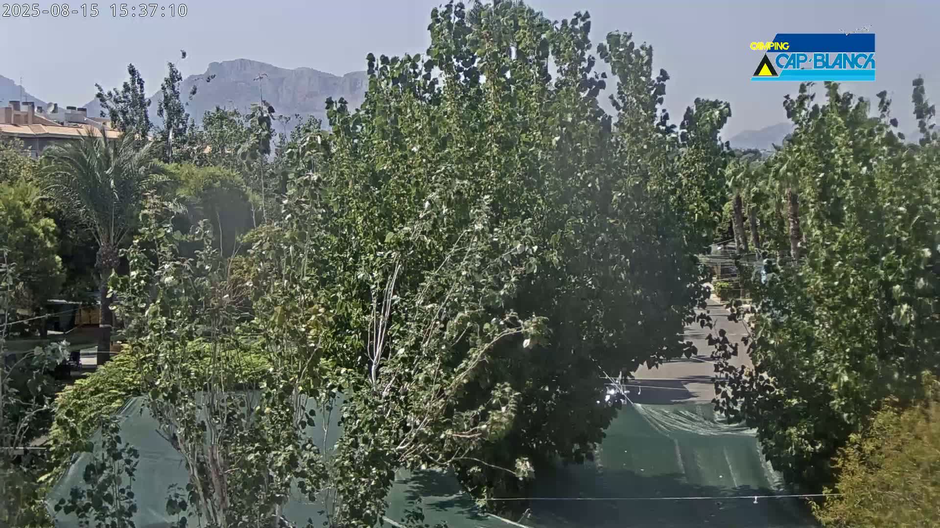 A sunny outdoor scene shows a variety of leafy green trees and a distant mountain range under a clear blue sky.