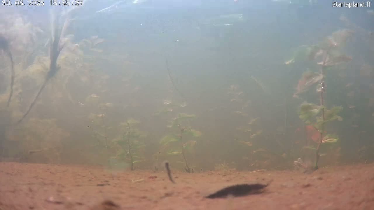 Sodankyla, Kitinen River Underwater Fish World Live Cam -  Sodankylä, Northern Lapland (Pohjois-Lappi), Lapland (Lappi), Finland