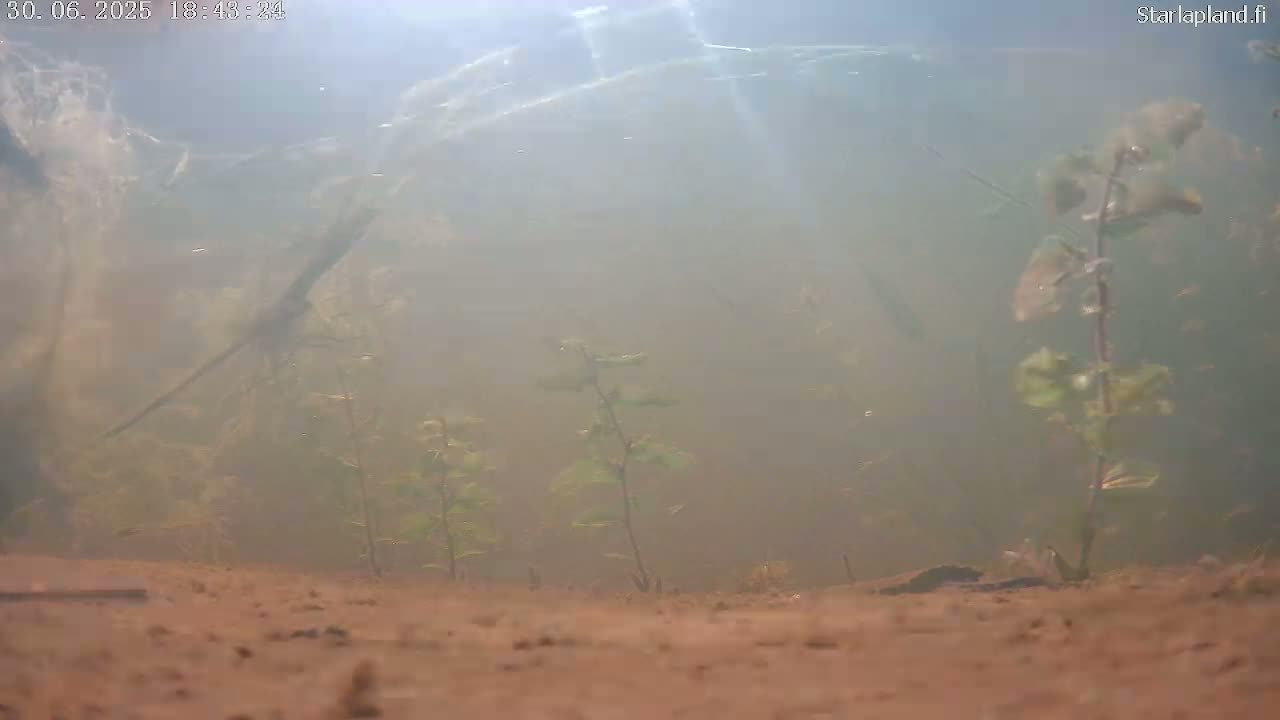 Sodankyla, Kitinen River Underwater Fish World Live Cam -  Sodankylä, Northern Lapland (Pohjois-Lappi), Lapland (Lappi), Finland