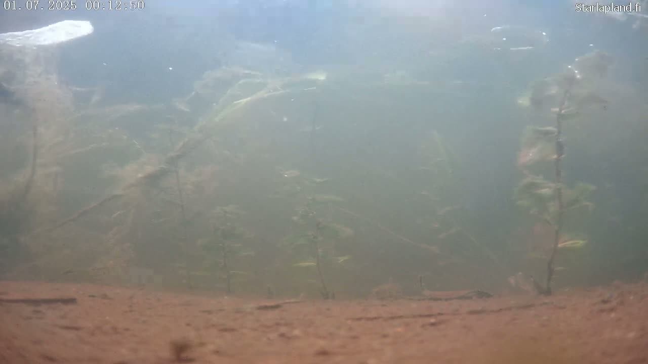Sodankyla, Kitinen River Underwater Fish World Live Cam -  Sodankylä, Northern Lapland (Pohjois-Lappi), Lapland (Lappi), Finland