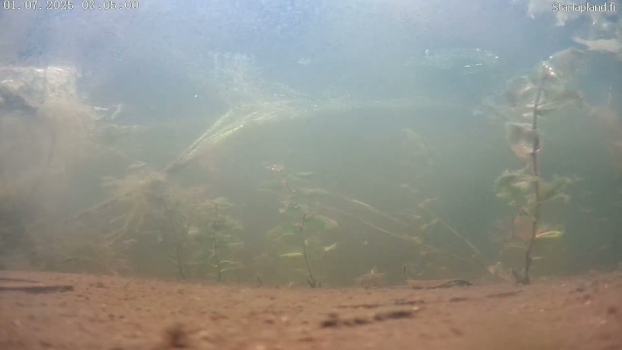 Sodankyla, Kitinen River Underwater Fish World Live Cam -  Sodankylä, Northern Lapland (Pohjois-Lappi), Lapland (Lappi), Finland