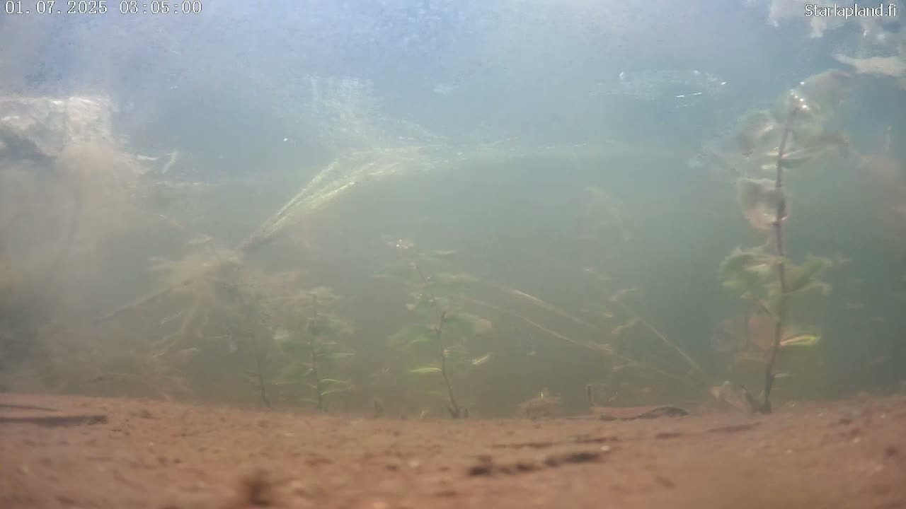 An underwater view shows murky water with aquatic plants rooted in a sandy bottom.