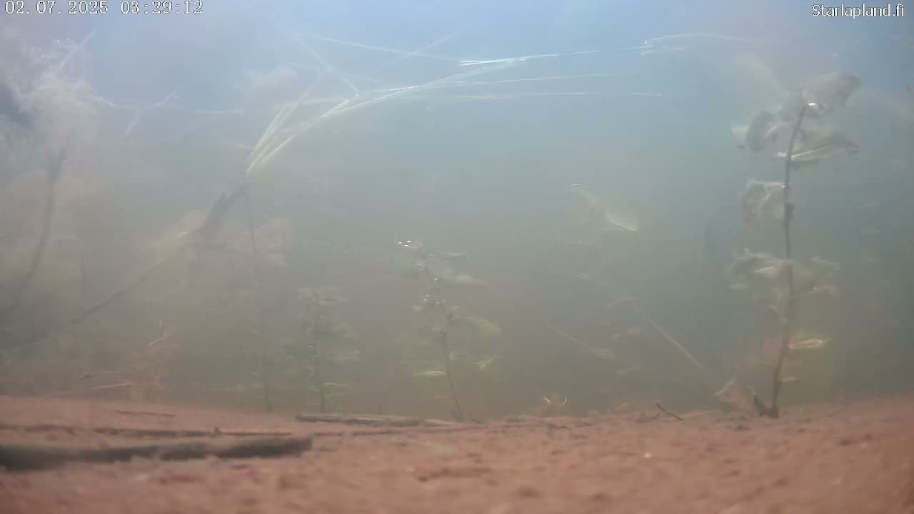 Sodankyla, Kitinen River Underwater Fish World Live Cam -  Sodankylä, Northern Lapland (Pohjois-Lappi), Lapland (Lappi), Finland