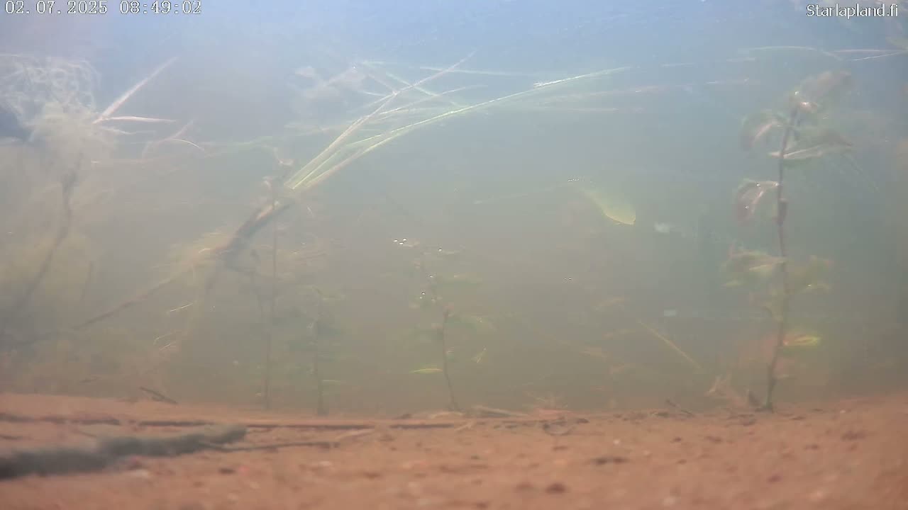 Sodankyla, Kitinen River Underwater Fish World Live Cam -  Sodankylä, Northern Lapland (Pohjois-Lappi), Lapland (Lappi), Finland