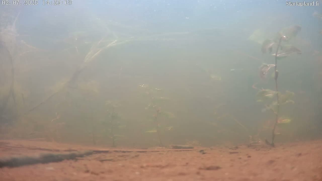 Sodankyla, Kitinen River Underwater Fish World Live Cam -  Sodankylä, Northern Lapland (Pohjois-Lappi), Lapland (Lappi), Finland