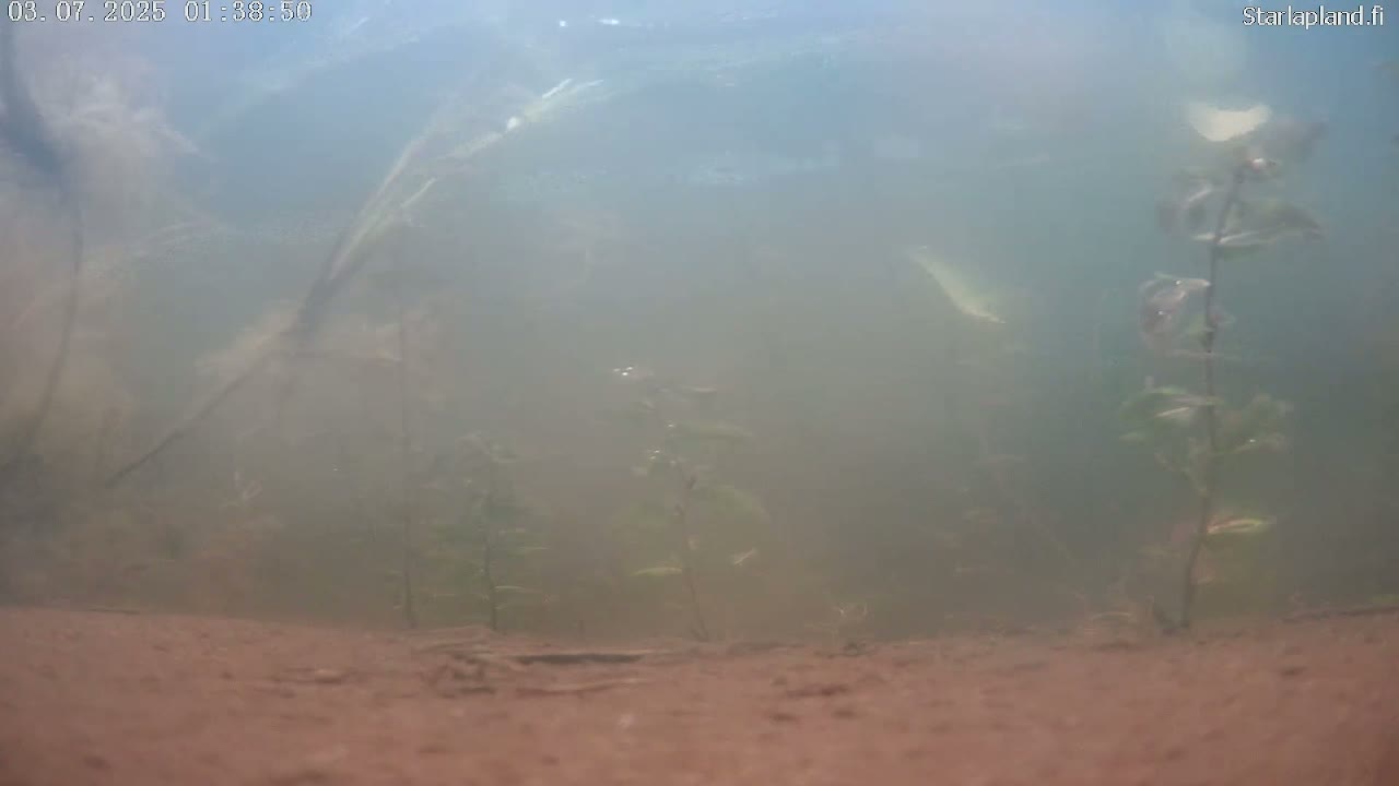 Sodankyla, Kitinen River Underwater Fish World Live Cam -  Sodankylä, Northern Lapland (Pohjois-Lappi), Lapland (Lappi), Finland