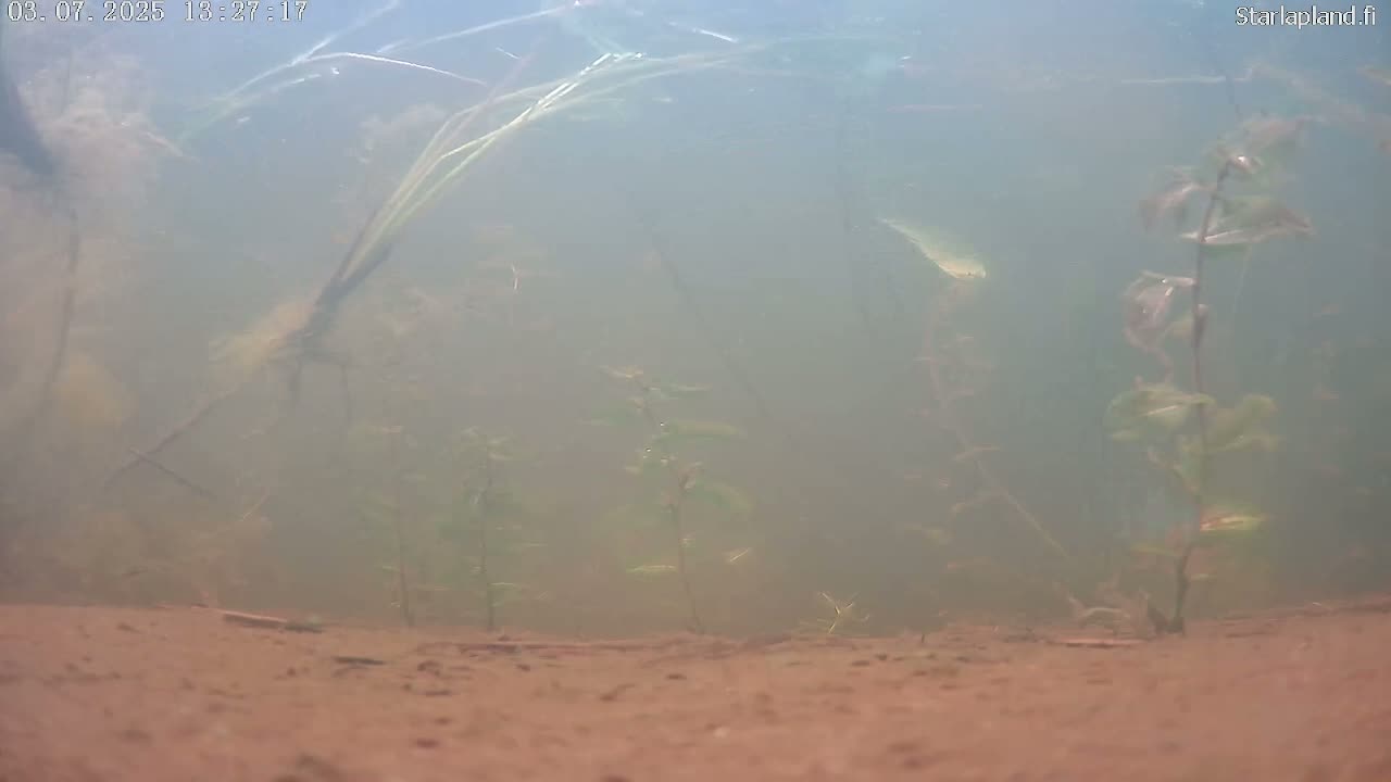 Sodankyla, Kitinen River Underwater Fish World Live Cam -  Sodankylä, Northern Lapland (Pohjois-Lappi), Lapland (Lappi), Finland