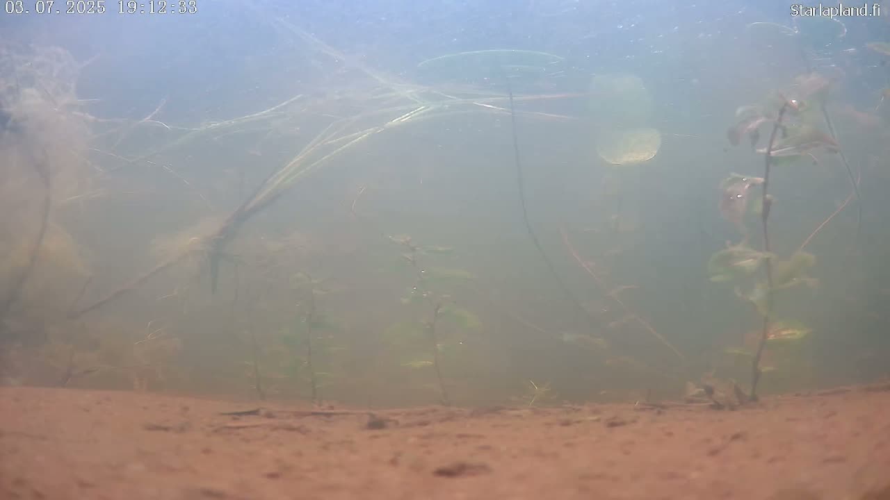 Sodankyla, Kitinen River Underwater Fish World Live Cam -  Sodankylä, Northern Lapland (Pohjois-Lappi), Lapland (Lappi), Finland