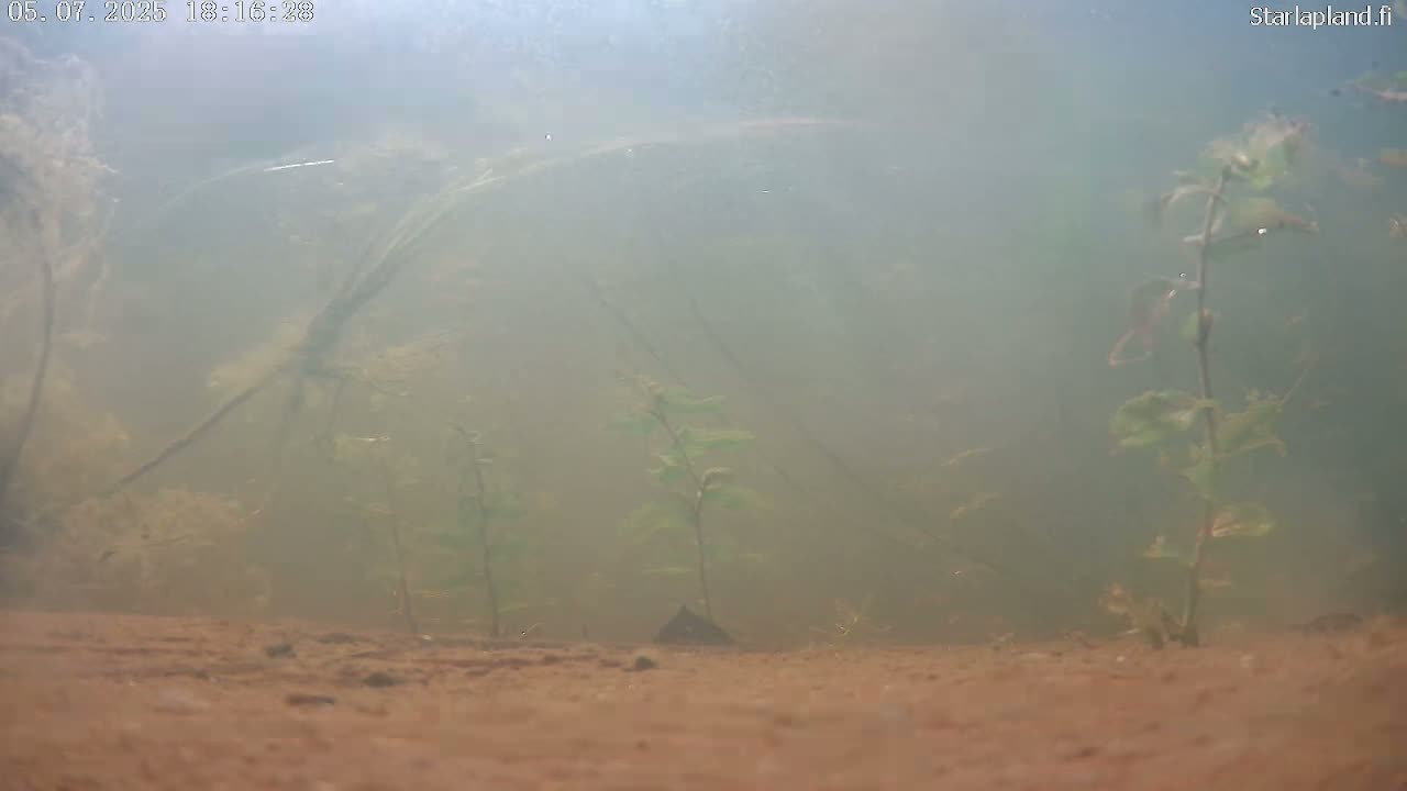 Sodankyla, Kitinen River Underwater Fish World Live Cam -  Sodankylä, Northern Lapland (Pohjois-Lappi), Lapland (Lappi), Finland