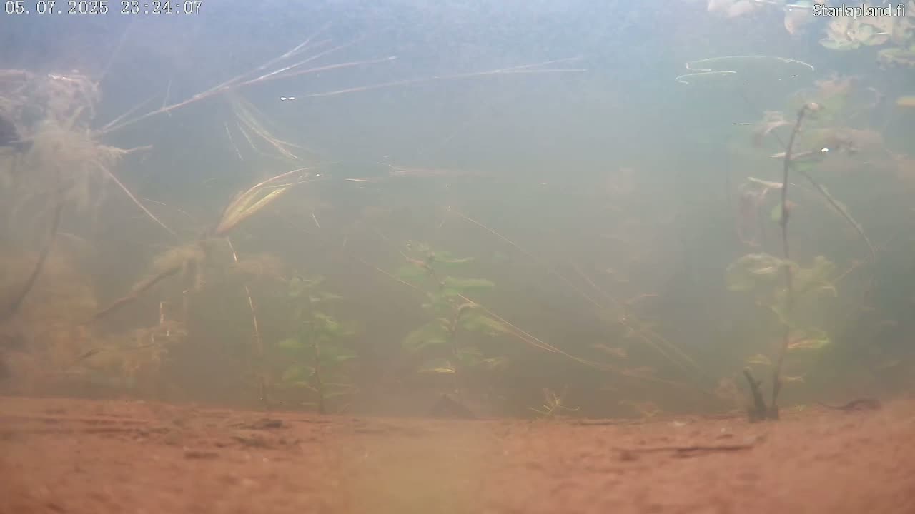 Sodankyla, Kitinen River Underwater Fish World Live Cam -  Sodankylä, Northern Lapland (Pohjois-Lappi), Lapland (Lappi), Finland