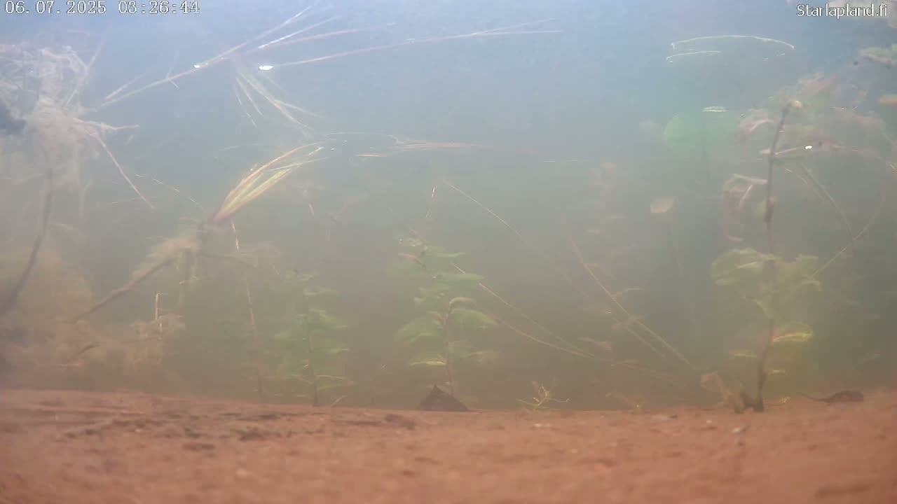 Sodankyla, Kitinen River Underwater Fish World Live Cam -  Sodankylä, Northern Lapland (Pohjois-Lappi), Lapland (Lappi), Finland
