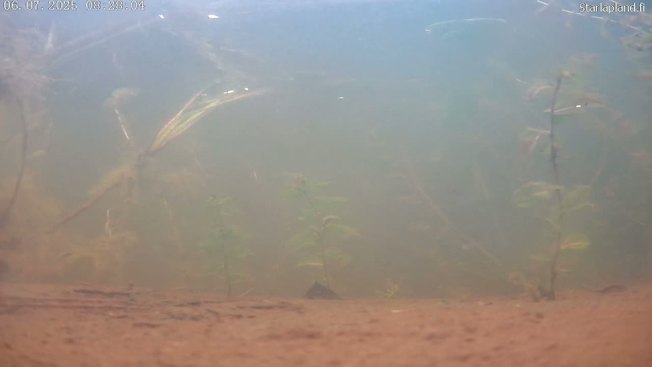 Sodankyla, Kitinen River Underwater Fish World Live Cam -  Sodankylä, Northern Lapland (Pohjois-Lappi), Lapland (Lappi), Finland