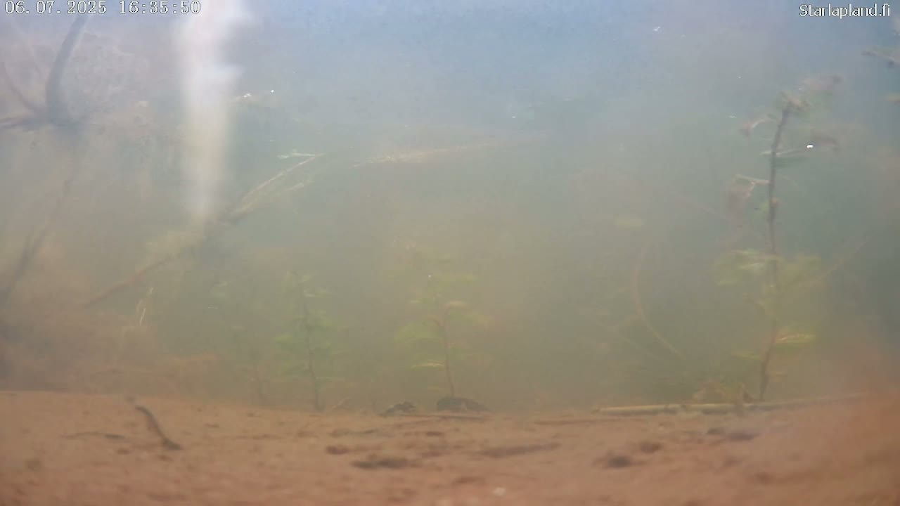 Sodankyla, Kitinen River Underwater Fish World Live Cam -  Sodankylä, Northern Lapland (Pohjois-Lappi), Lapland (Lappi), Finland