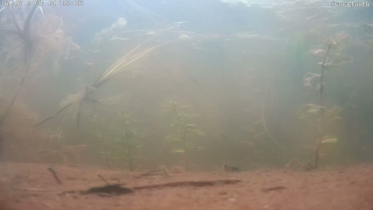 Sodankyla, Kitinen River Underwater Fish World Live Cam -  Sodankylä, Northern Lapland (Pohjois-Lappi), Lapland (Lappi), Finland