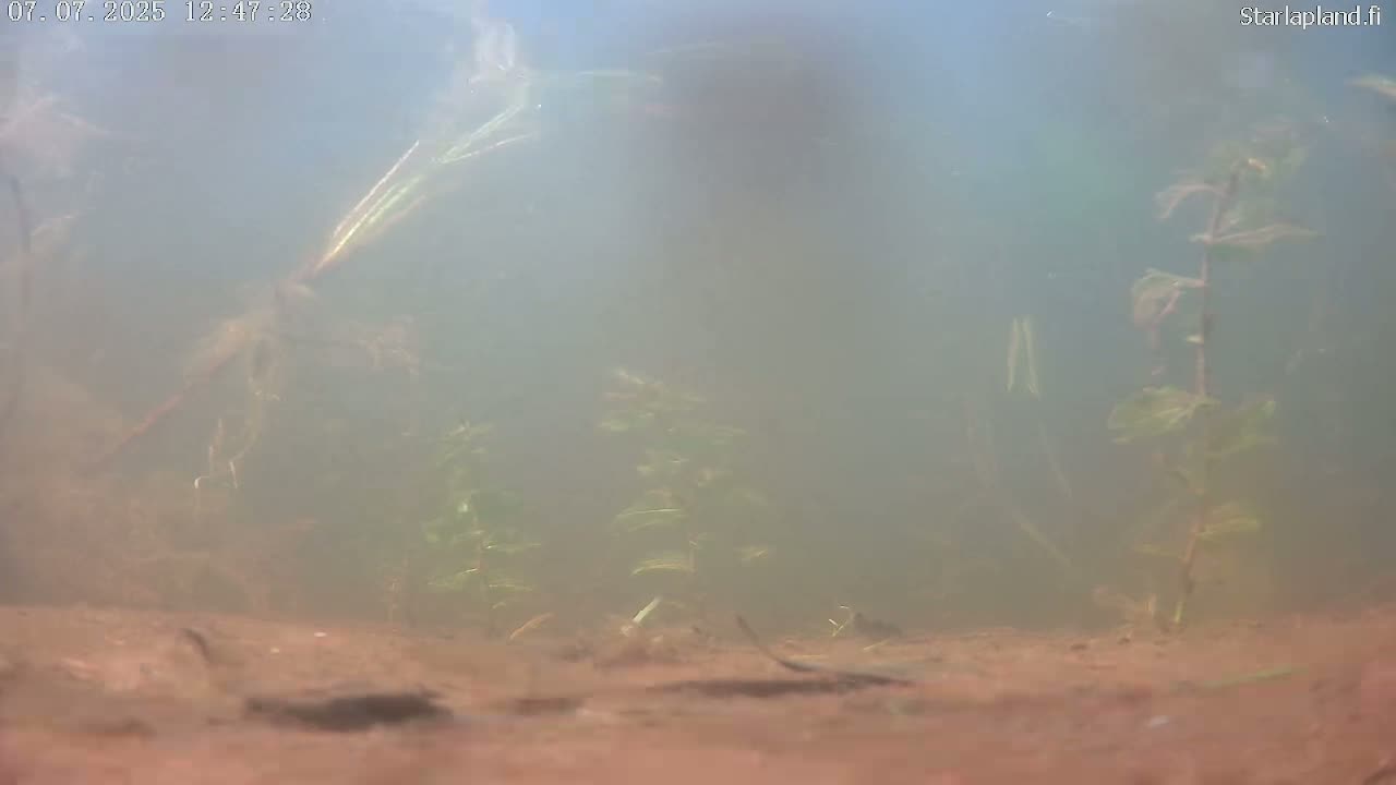 Sodankyla, Kitinen River Underwater Fish World Live Cam -  Sodankylä, Northern Lapland (Pohjois-Lappi), Lapland (Lappi), Finland