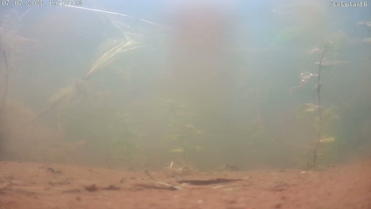 Sodankyla, Kitinen River Underwater Fish World Live Cam -  Sodankylä, Northern Lapland (Pohjois-Lappi), Lapland (Lappi), Finland