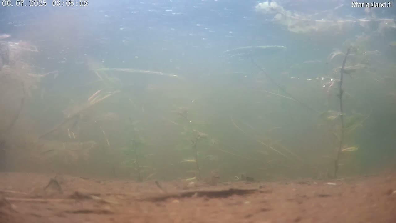 Sodankyla, Kitinen River Underwater Fish World Live Cam -  Sodankylä, Northern Lapland (Pohjois-Lappi), Lapland (Lappi), Finland