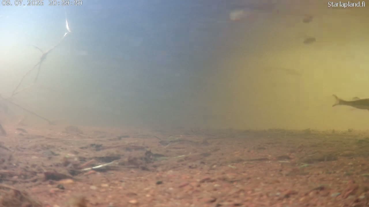 Sodankyla, Kitinen River Underwater Fish World Live Cam -  Sodankylä, Northern Lapland (Pohjois-Lappi), Lapland (Lappi), Finland