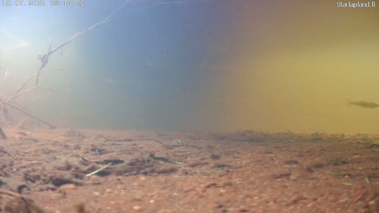 Sodankyla, Kitinen River Underwater Fish World Live Cam -  Sodankylä, Northern Lapland (Pohjois-Lappi), Lapland (Lappi), Finland