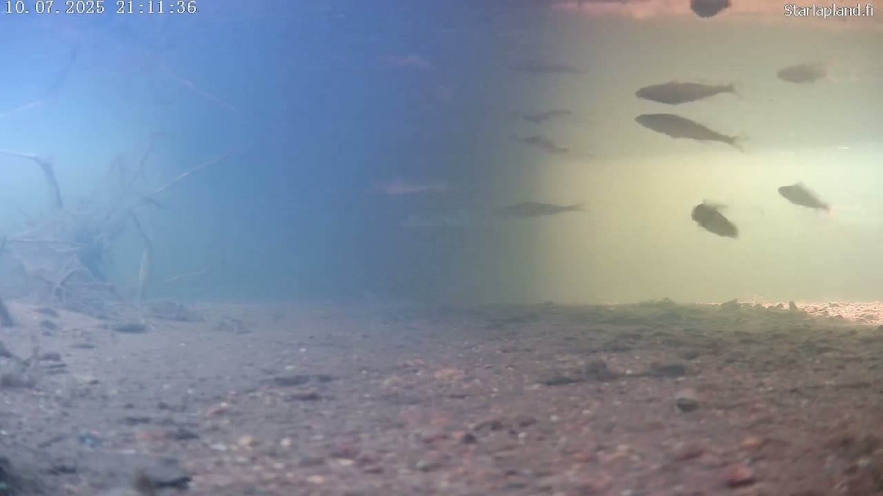 Sodankyla, Kitinen River Underwater Fish World Live Cam -  Sodankylä, Northern Lapland (Pohjois-Lappi), Lapland (Lappi), Finland