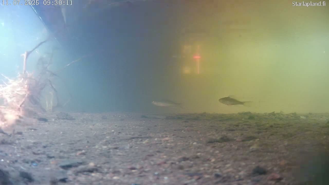 Sodankyla, Kitinen River Underwater Fish World Live Cam -  Sodankylä, Northern Lapland (Pohjois-Lappi), Lapland (Lappi), Finland