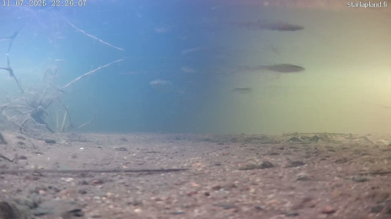 Sodankyla, Kitinen River Underwater Fish World Live Cam -  Sodankylä, Northern Lapland (Pohjois-Lappi), Lapland (Lappi), Finland