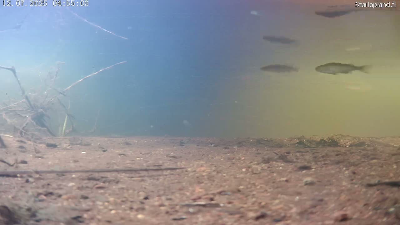 Sodankyla, Kitinen River Underwater Fish World Live Cam -  Sodankylä, Northern Lapland (Pohjois-Lappi), Lapland (Lappi), Finland